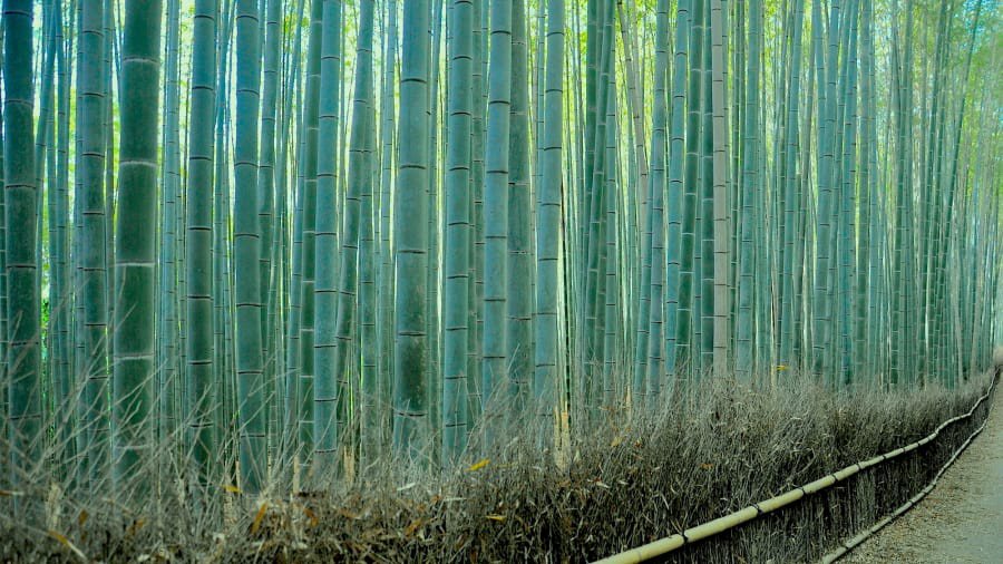 Kyoto, Bamboo forest